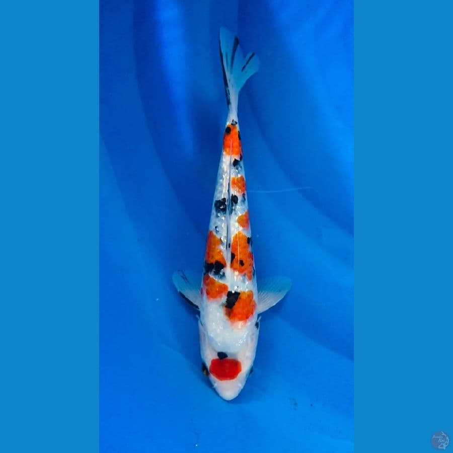SQ SANKE GINRIN 29CM/ MALE