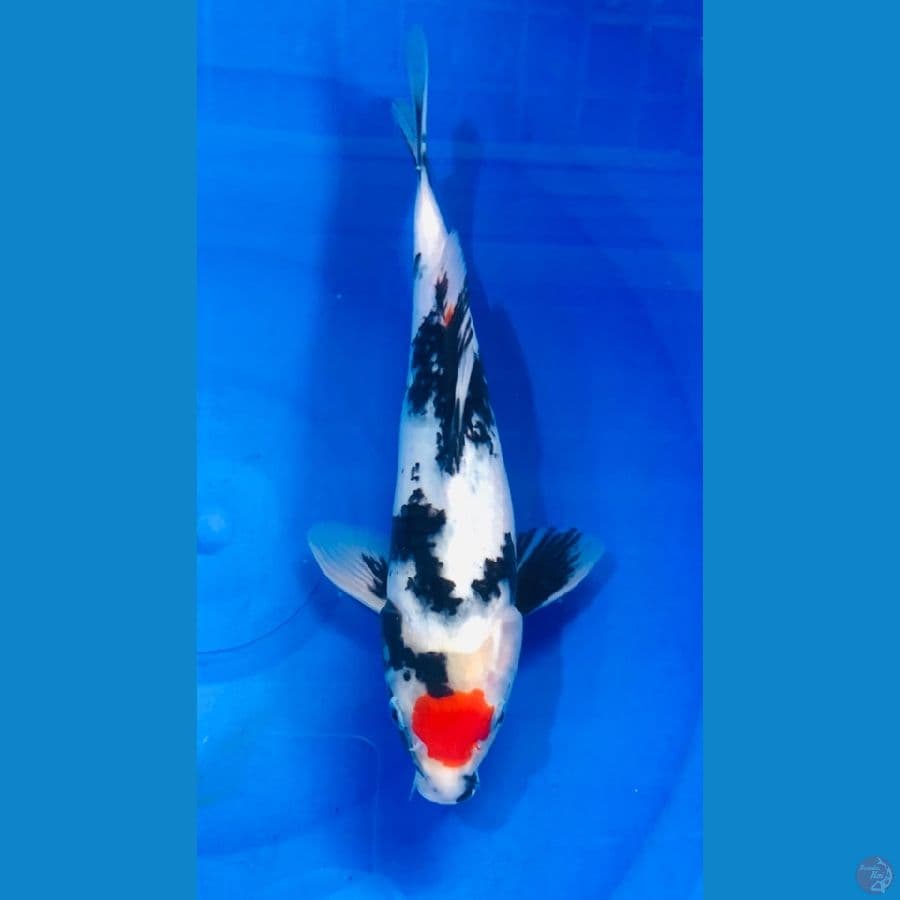 TANCHO SHOWA 31CM/ MALE
