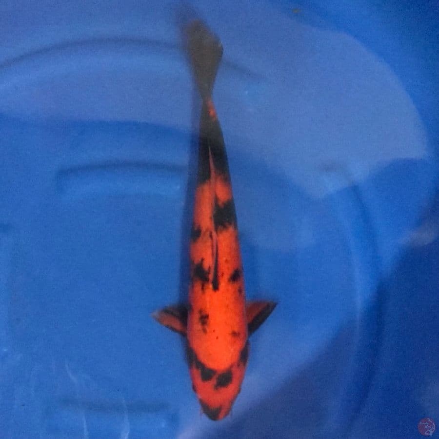 hi utsuri 43 cm