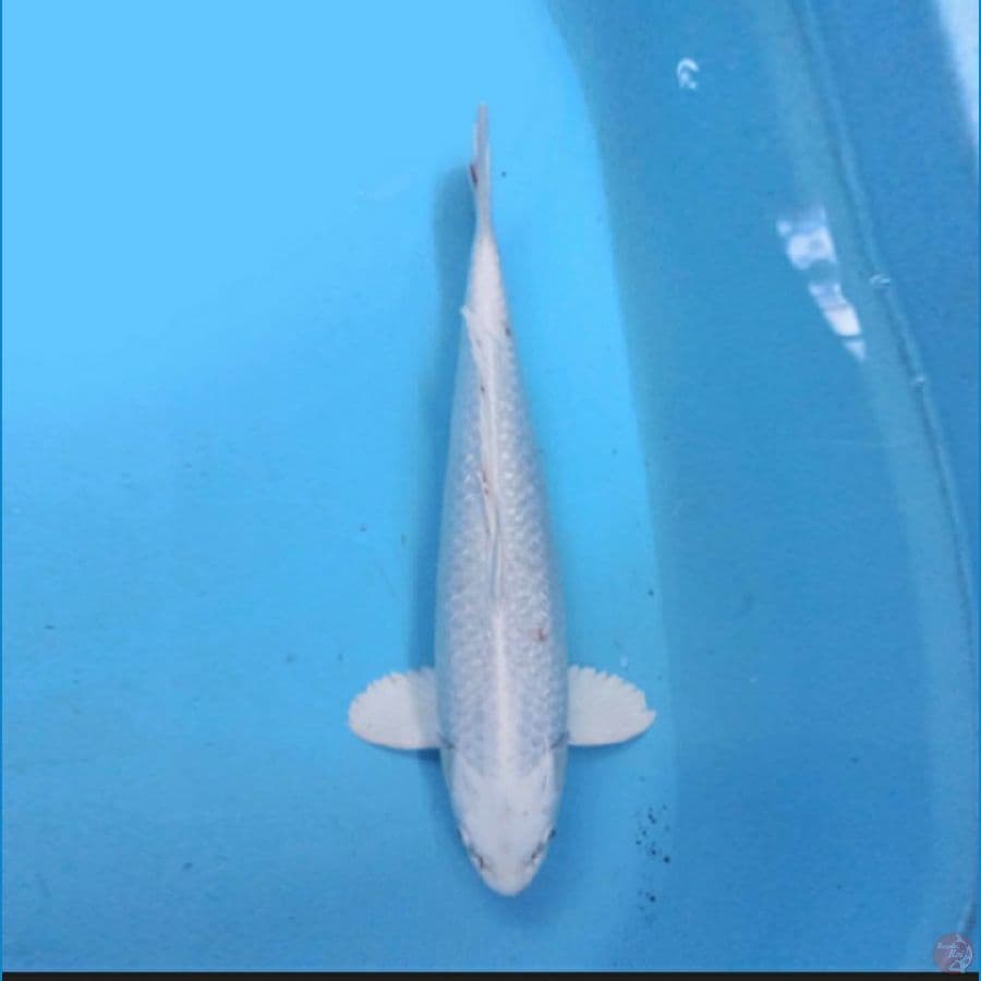 Platinum 45 cm