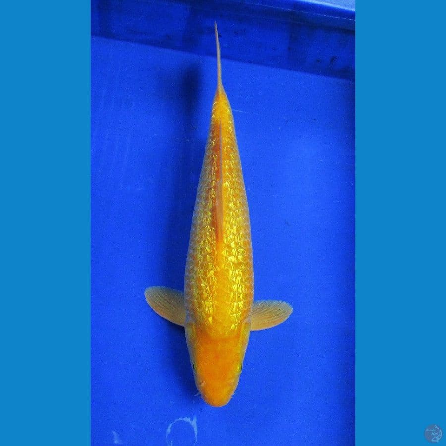 karashi ginrin ±37cm jantan