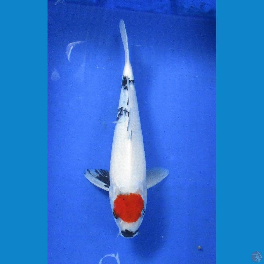 tancho ±33cm ori