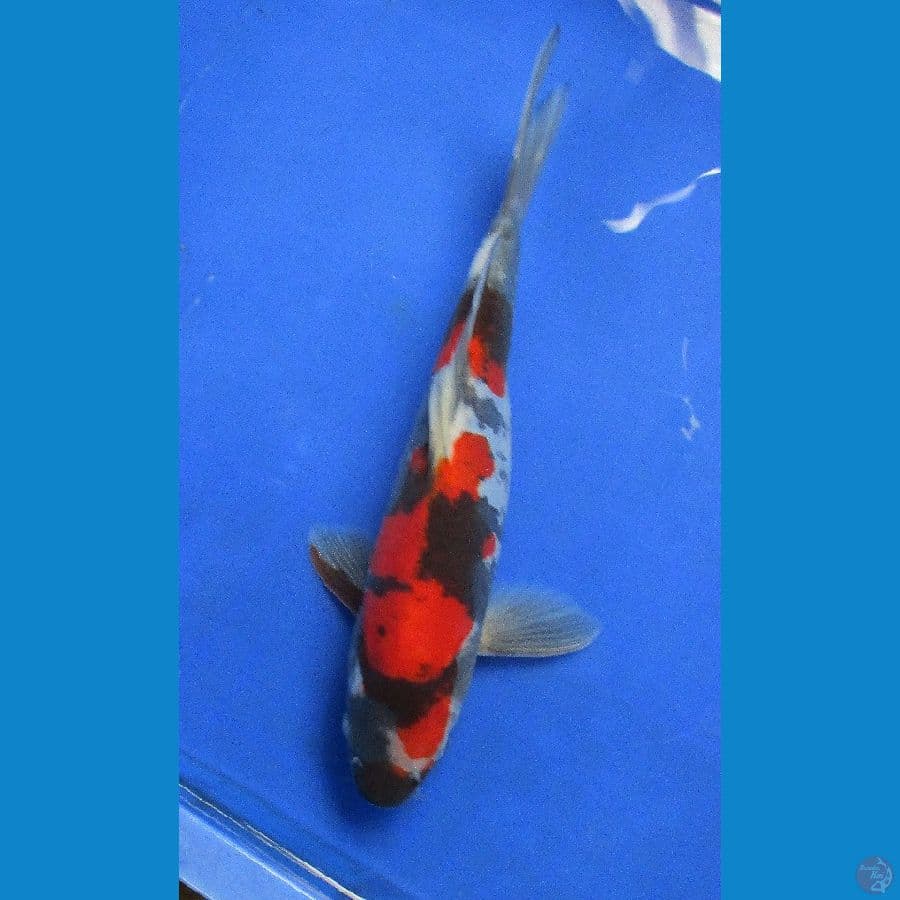 doitsu showa ±28cm jantan