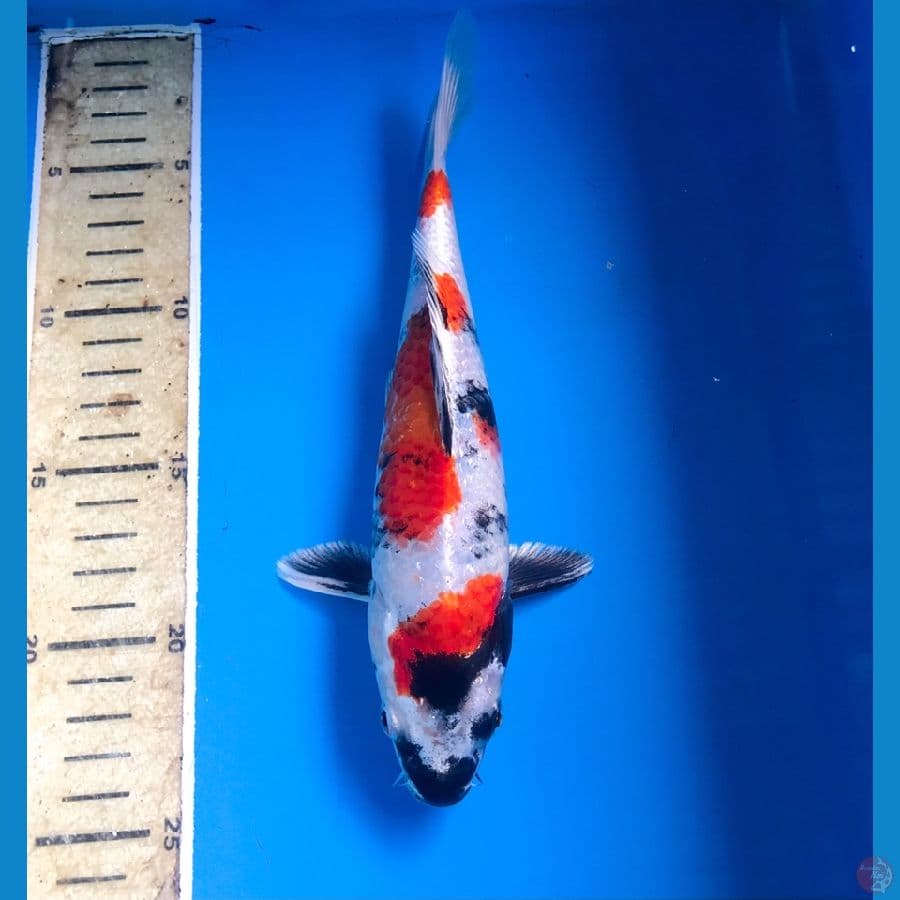 kin showa 23cm