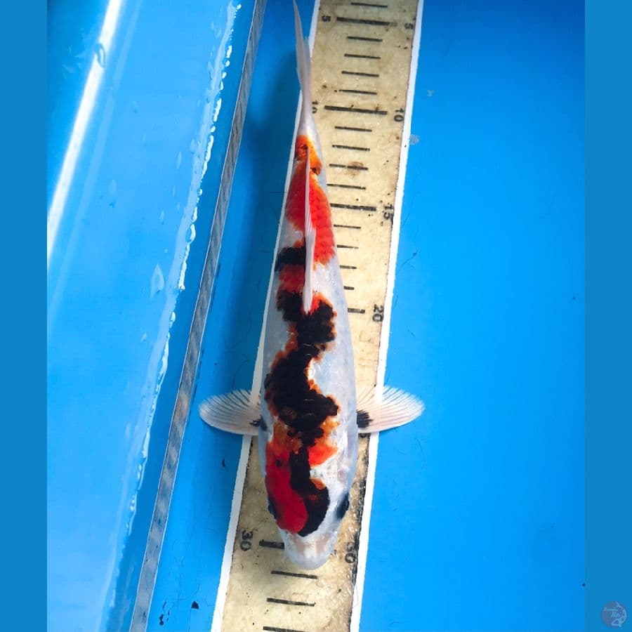 kin showa inazuma 24cm