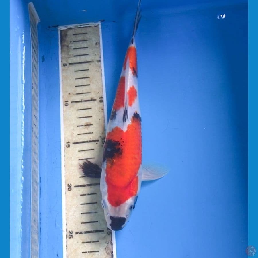 showa 26cm