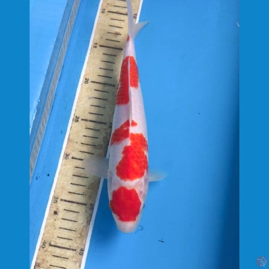 maruten kohaku 28cm