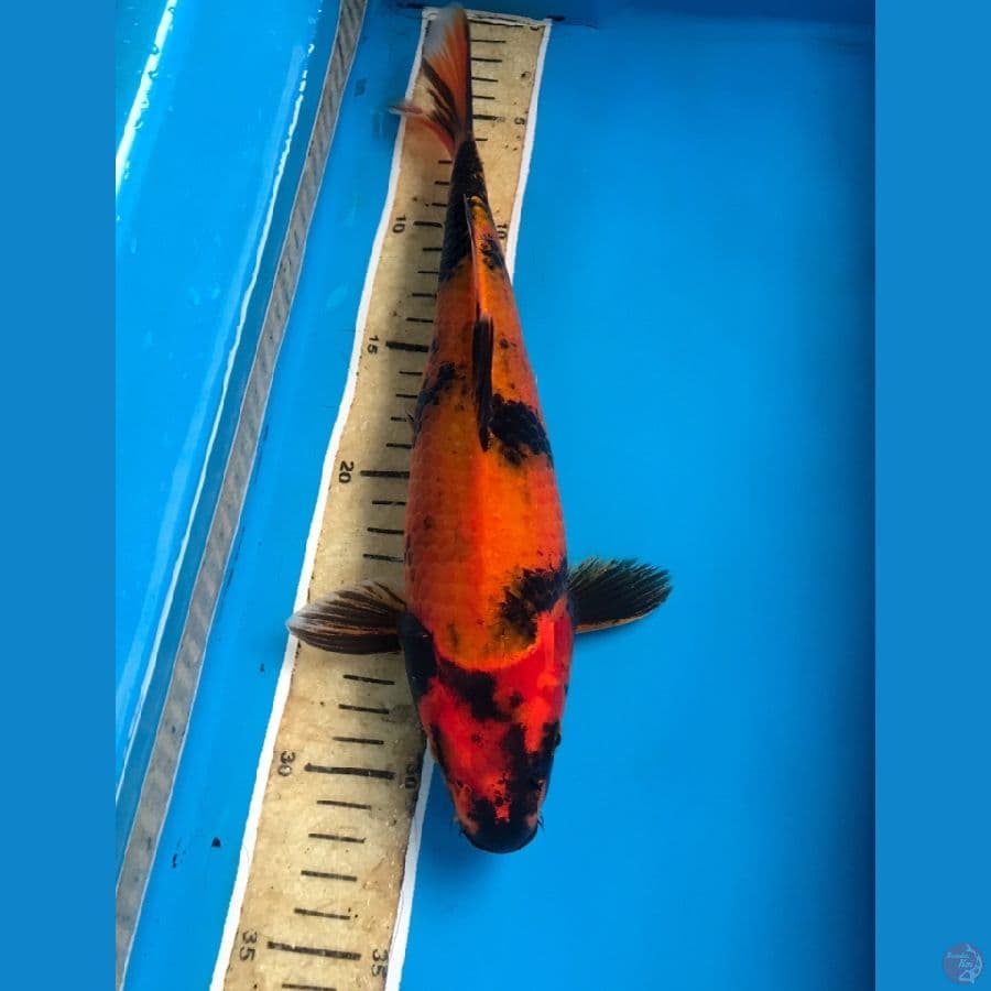 hi utsuri 30cm