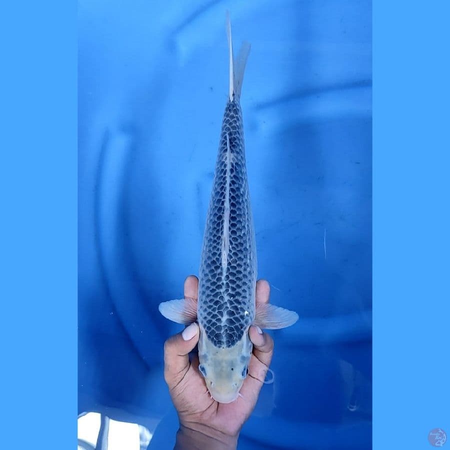 36CM # ASAGI JARING MANTAP - F