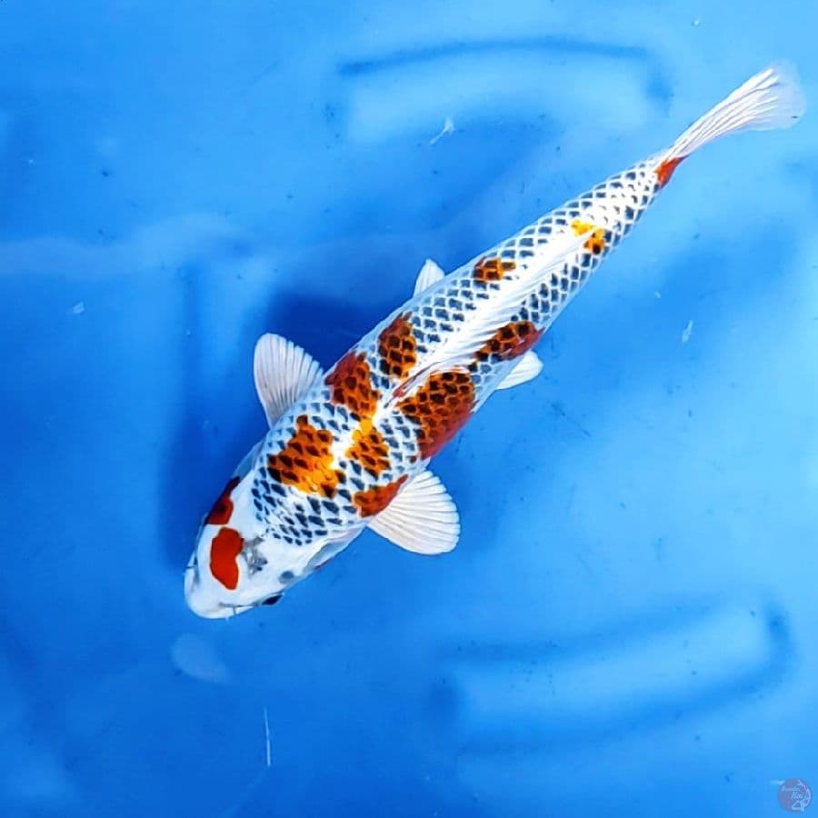35BU / 34CM # KUJAKU SUPER - M