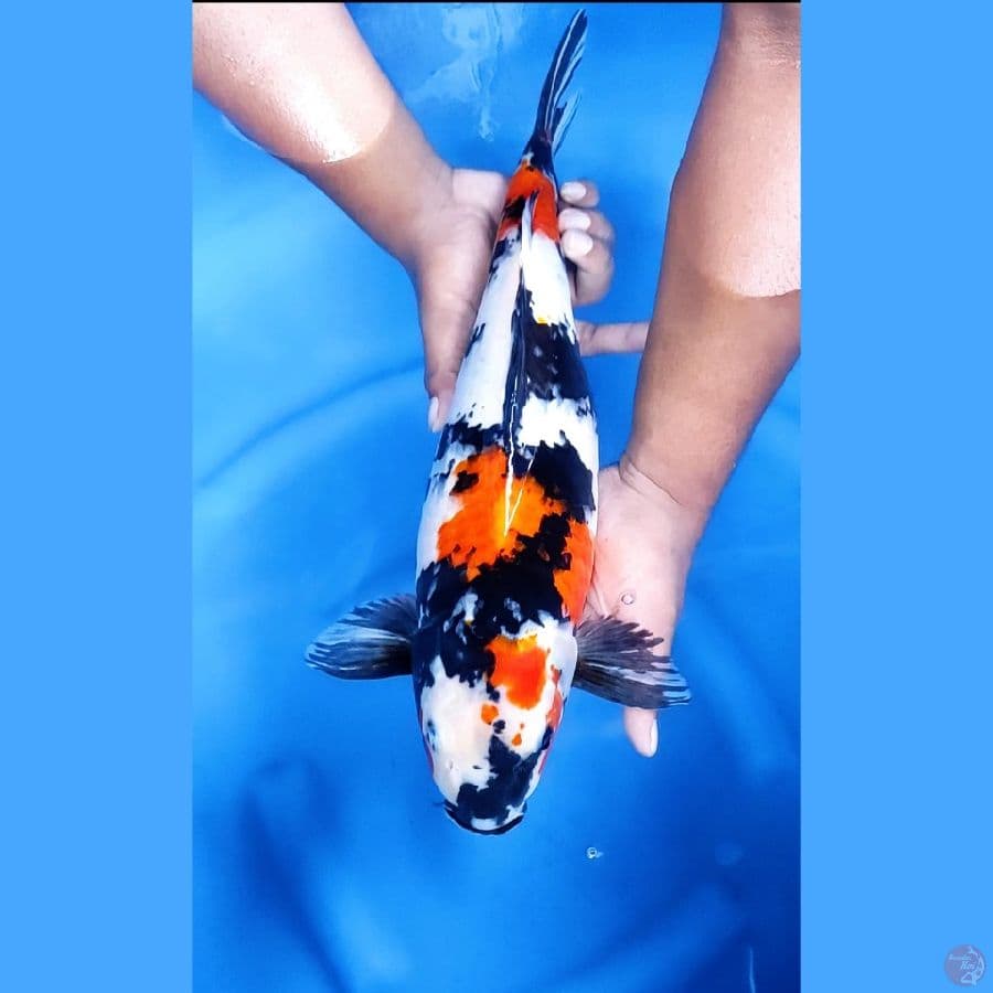 46CM # JUMBO SHOWA - F