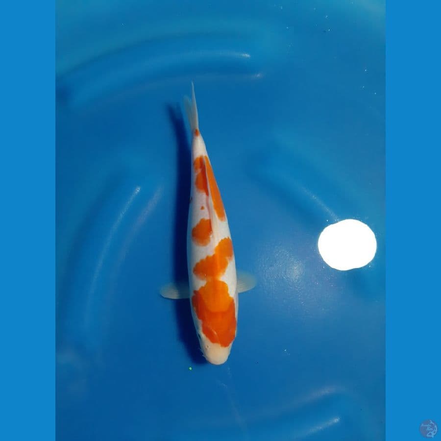 HOKAKU HQ 25CM