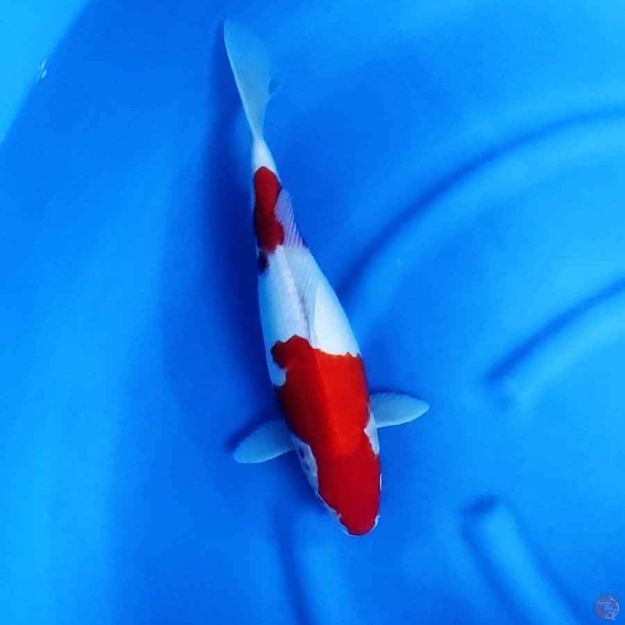 40BU / 38CM # KOHAKU - F