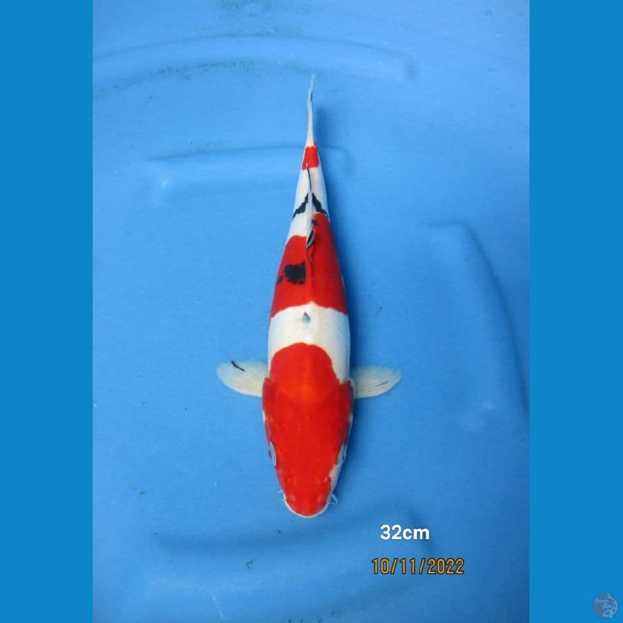 SANKE DOITSU 32 CM