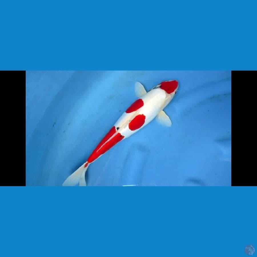 SANKE DOITSU 28 CM
