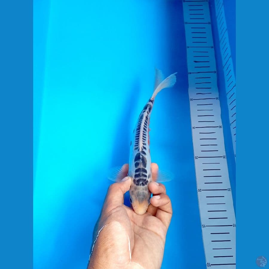 23Cm #Shusui