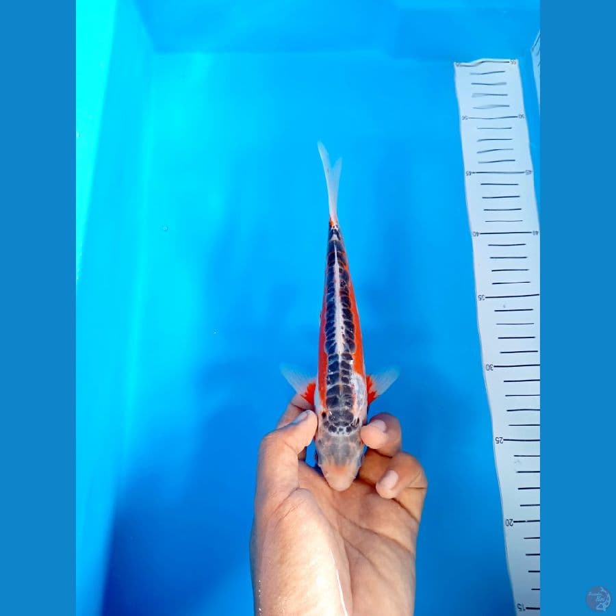 21Cm #Shusui