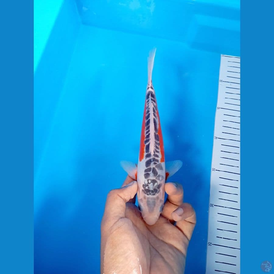 23Cm #Shusui