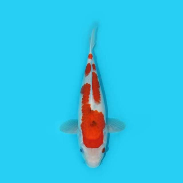SANKE TATEGOI 28 CM