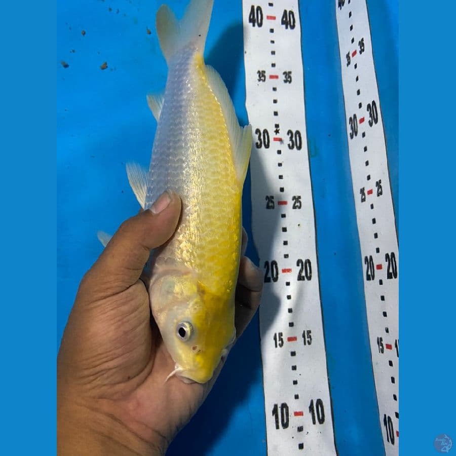 karasi ginrin