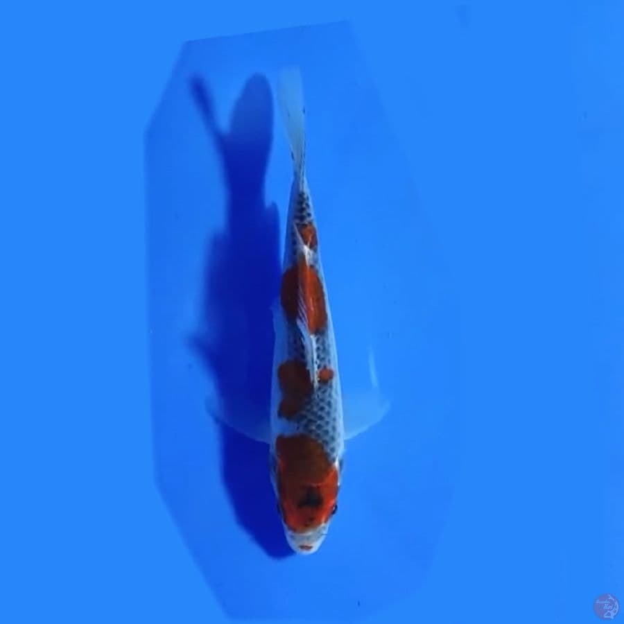 Goshiki 15cm
