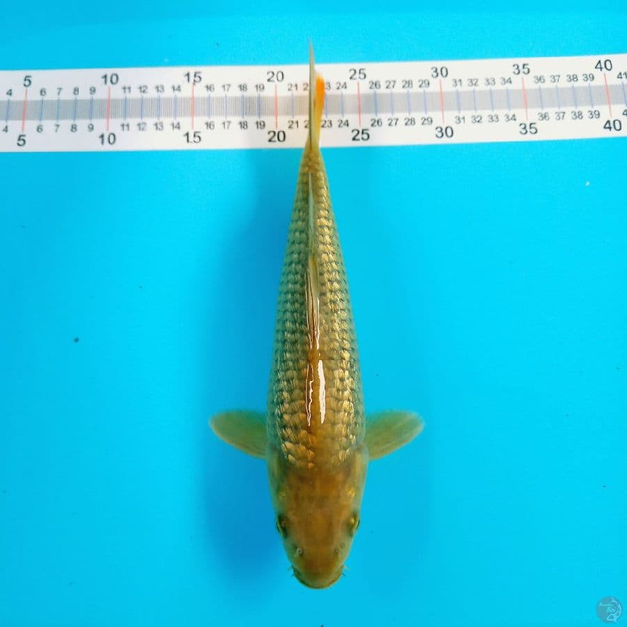 MIDORI GINRIN//FM/30 CM