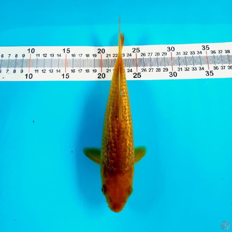 CARAMEL//24 CM
