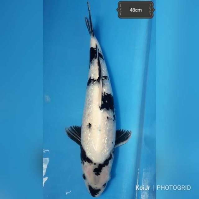 Shiro Ginrin 50BU Kesayangan