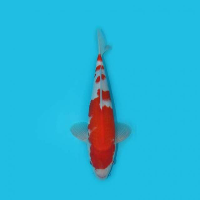 KOHAKU 30 CM