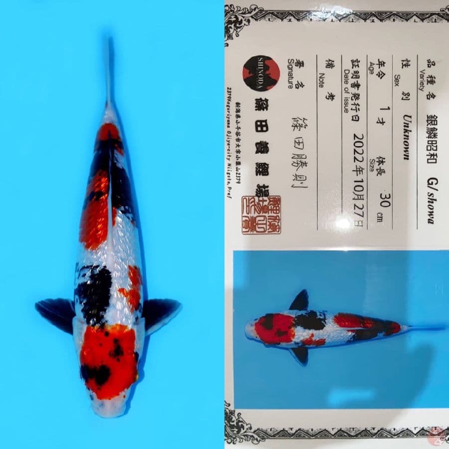 MARUTEN SHOWA GINRIN SQ 30CM
