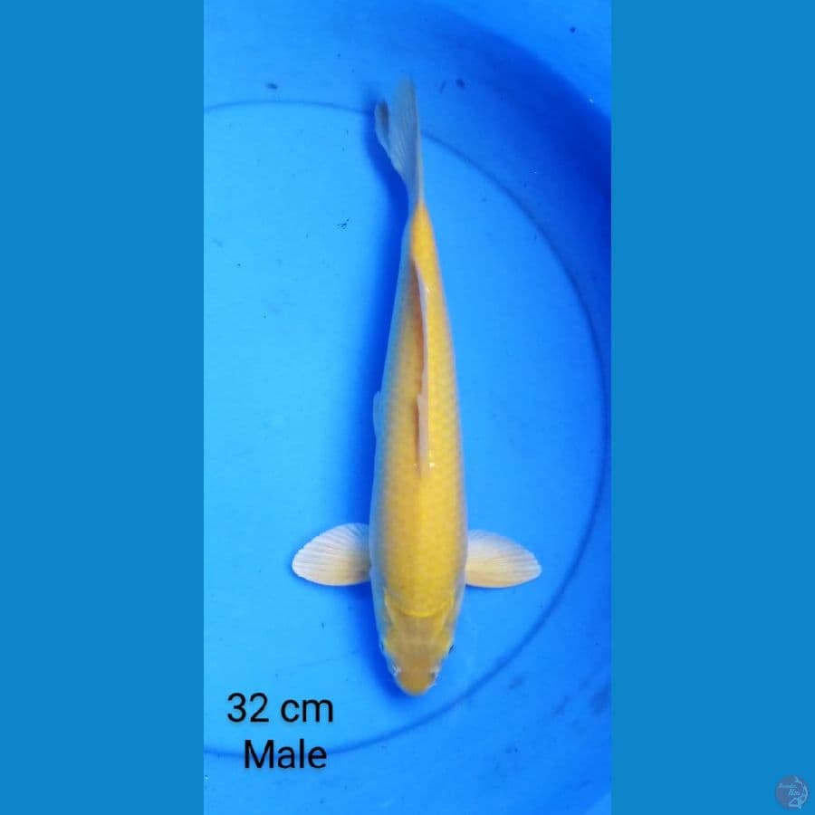 karashi male 32 cm