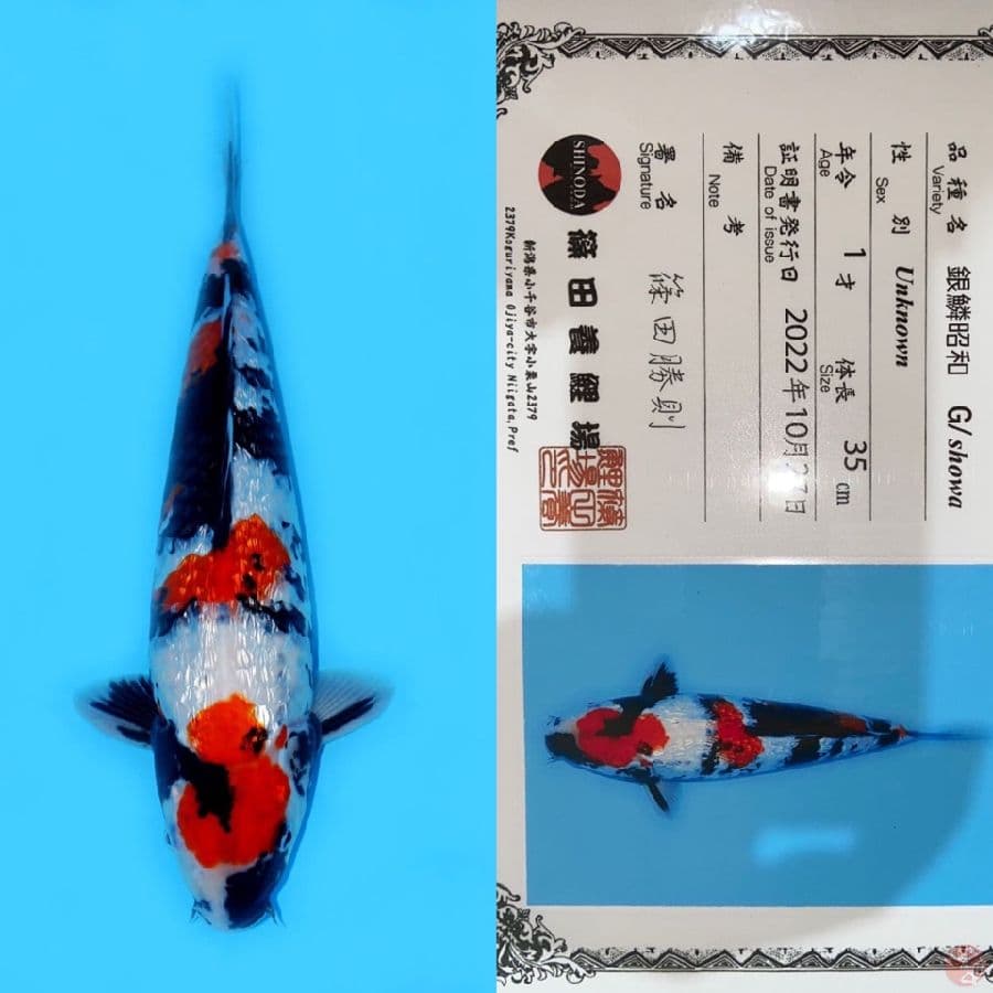 MARUTEN SHOWA HQ 35CM