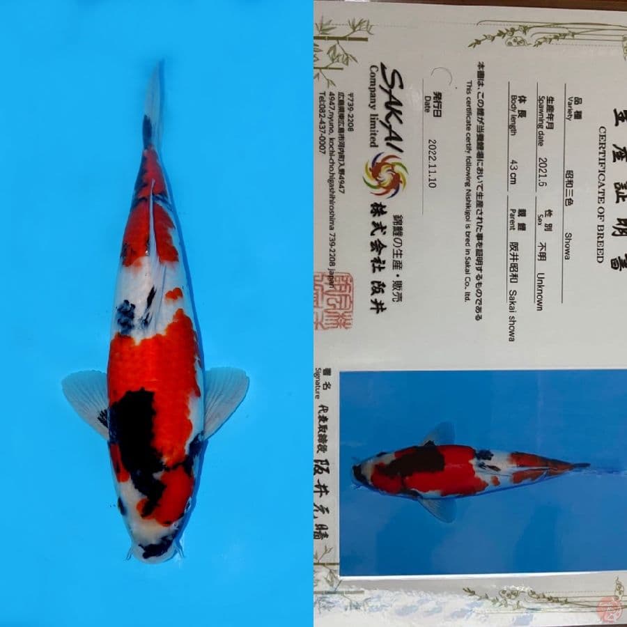 SHOWA SANSHOKU HQ SAKAI IMPORT 43CM