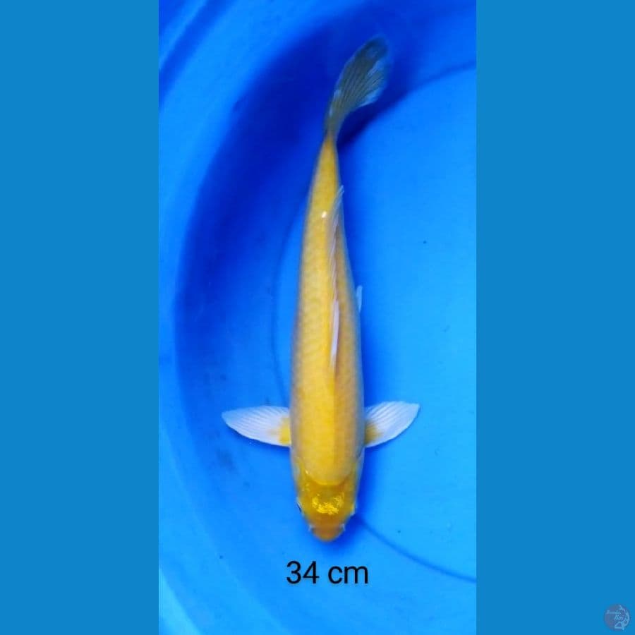 karashi punuk 34 cm