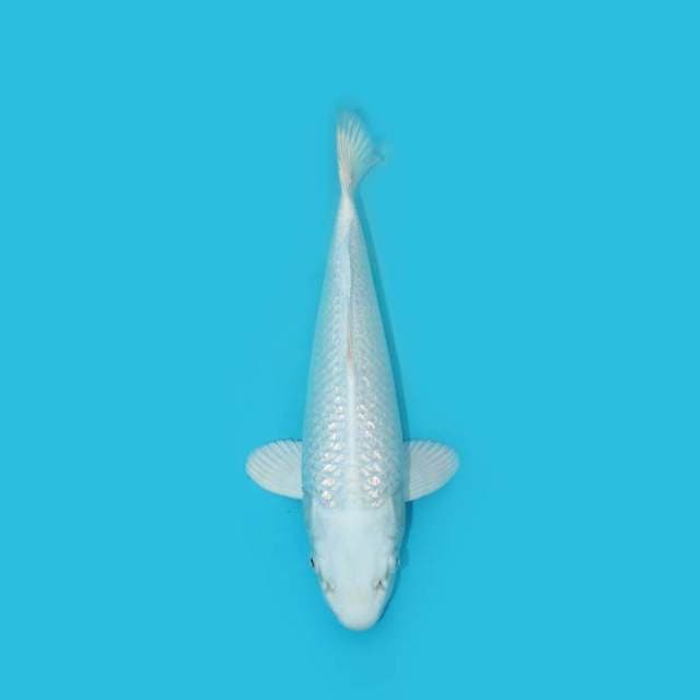 YG_PLATINUM PUTIH SALJU_27 CM
