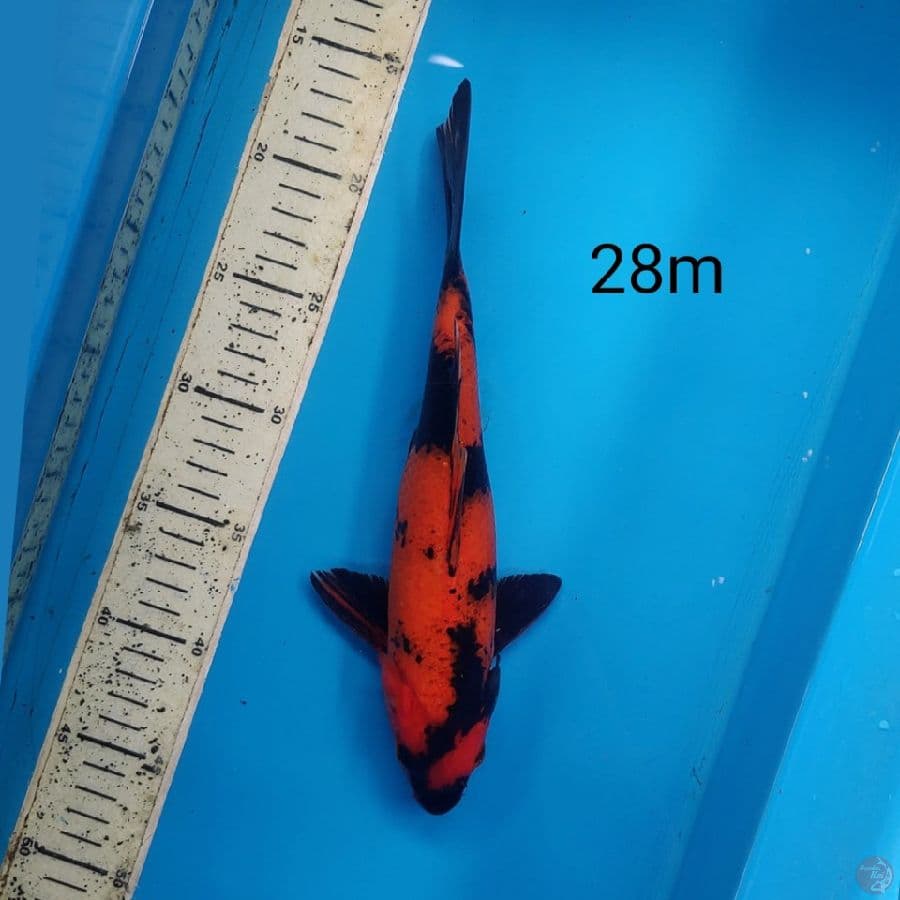 Hi Utsuri, 28cm male