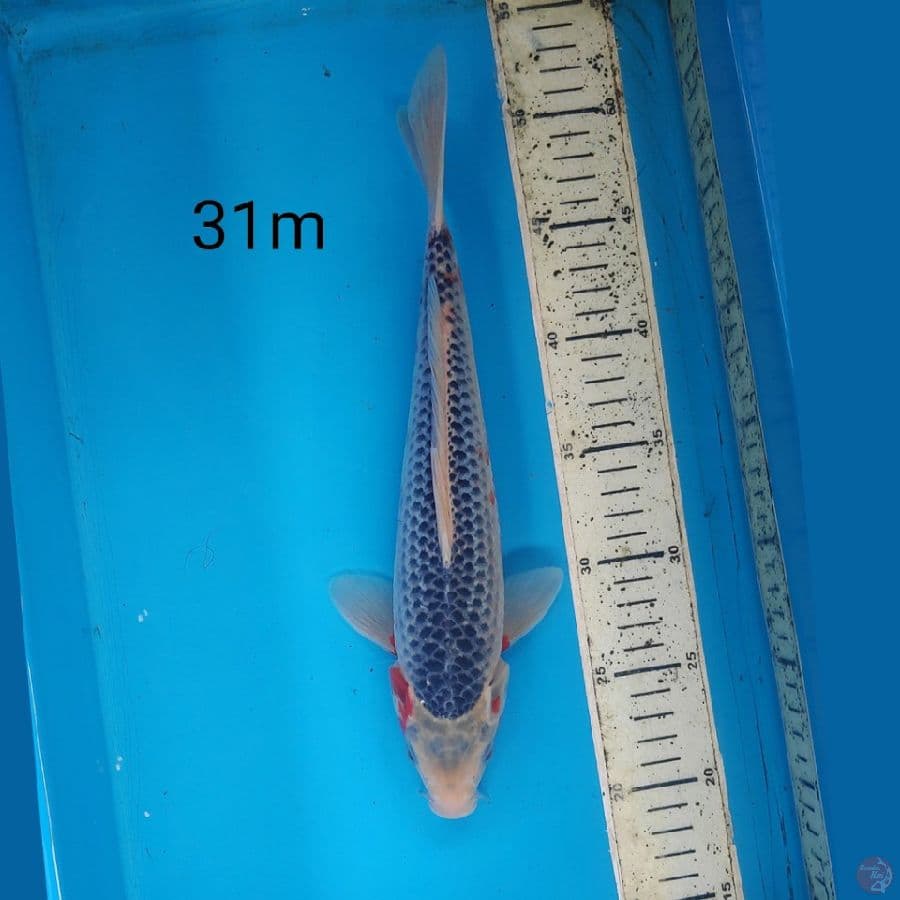 Asagi, 31cm male