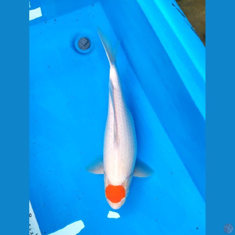 tc kohaku