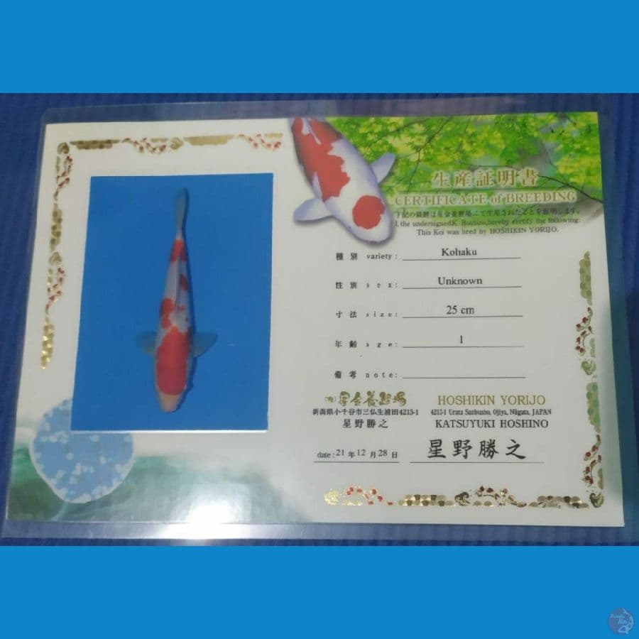 Jenis: KOHAKU
Size: 45cm
Sex: MALE
Farm; HOSHIKIN????????