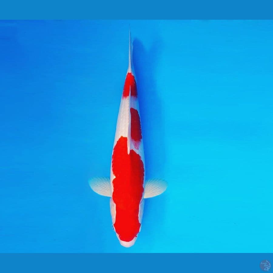 AKIRA 2 - Kohaku 38 cm/fm ®