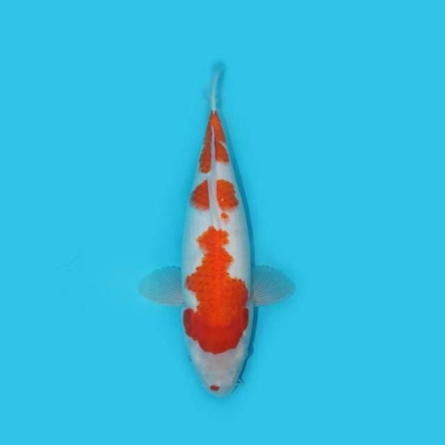 KOHAKU 35 CM