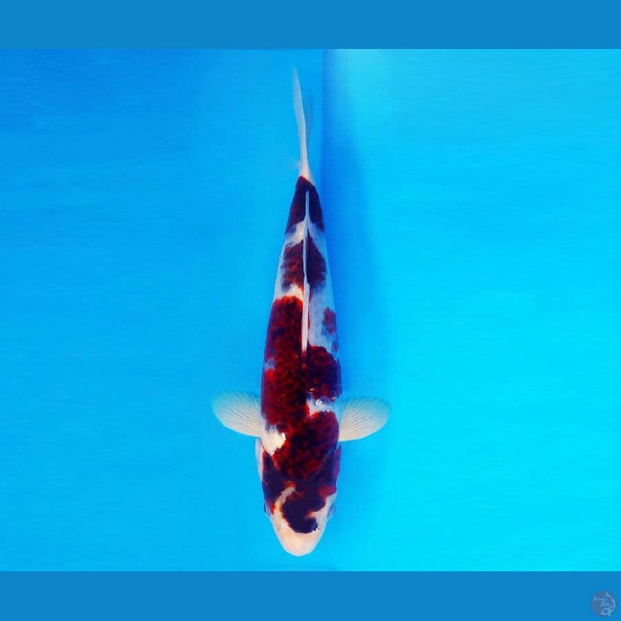 AKIRA 6 - Goromo 27 cm/male ®