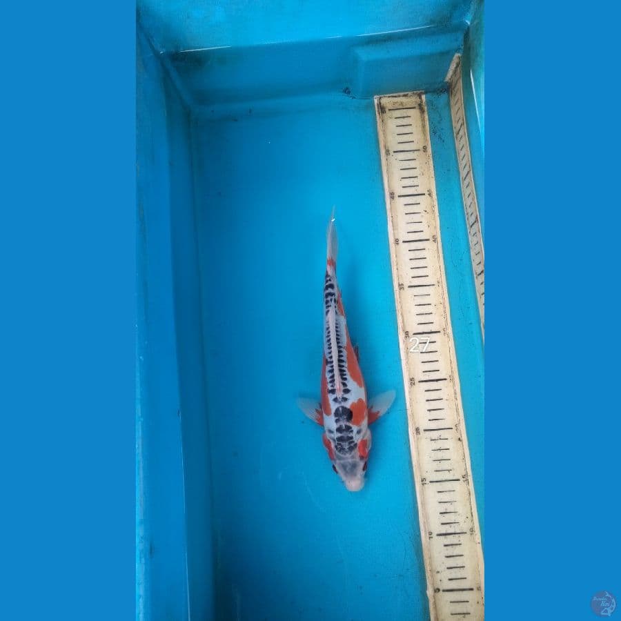 shusui 27cm