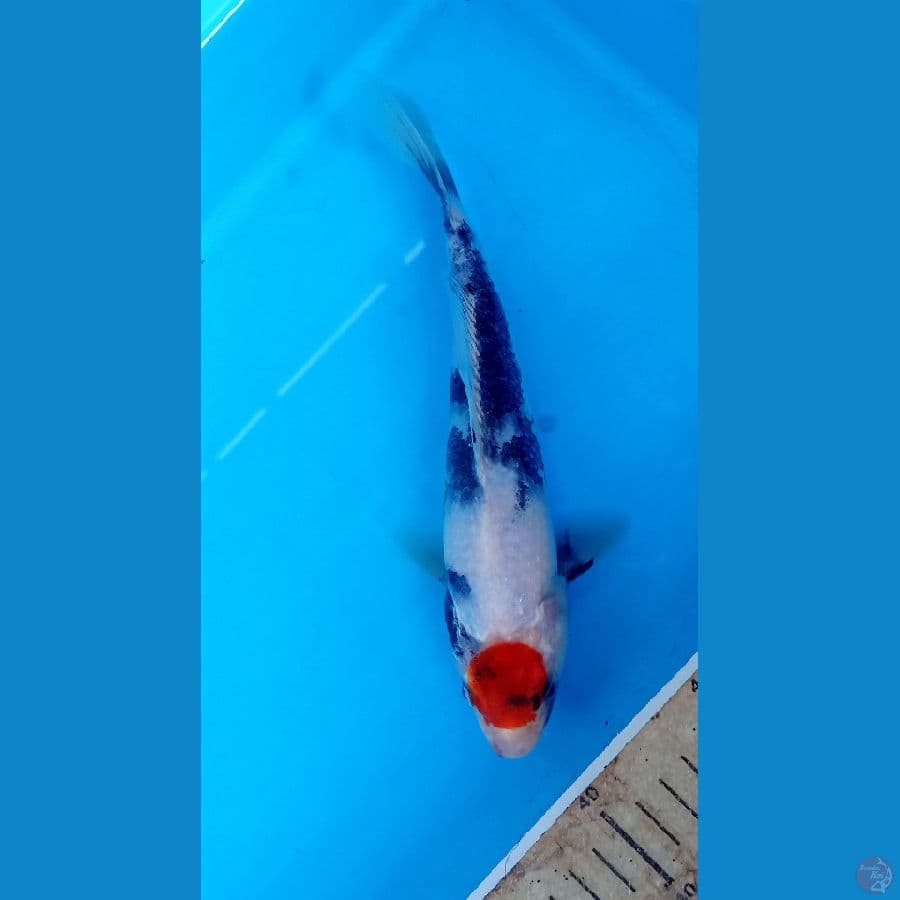 Tancho 21cm