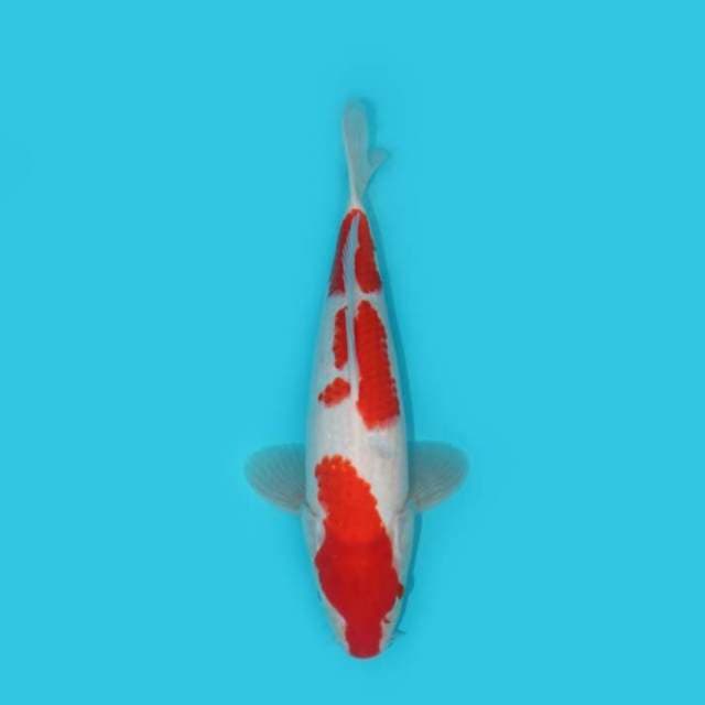 KOHAKU 32 CM