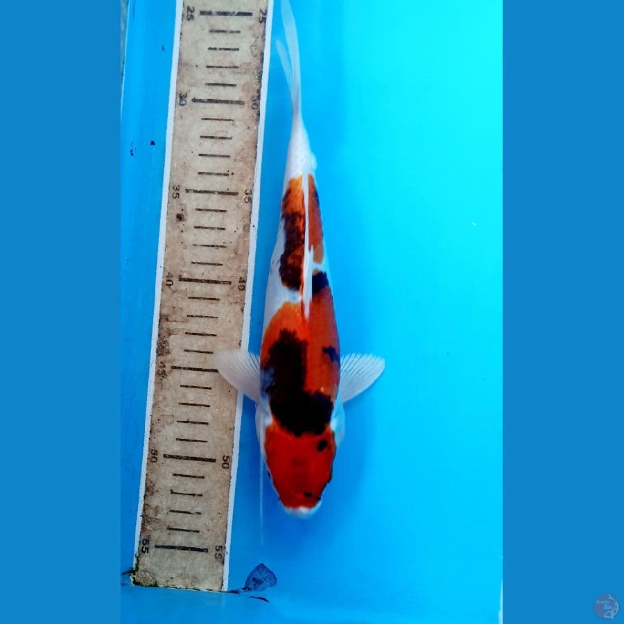 Showa hikari 26cm