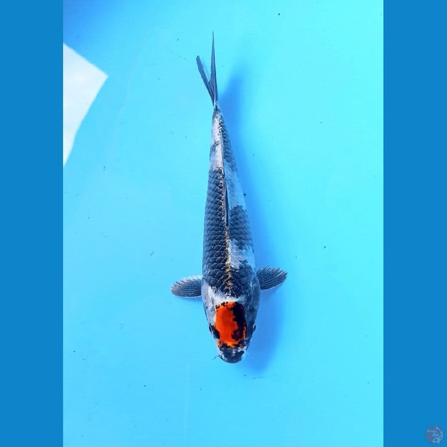 Tancho 20cm