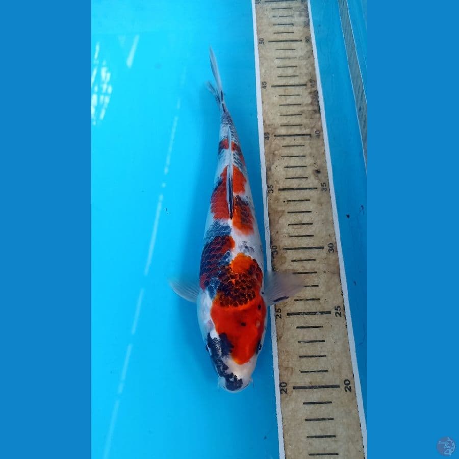 Showa 25cm