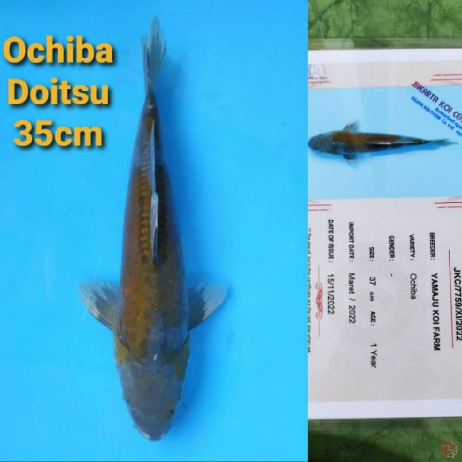 YAMAJYU OCHIBA DOITSU 35CM SERTI