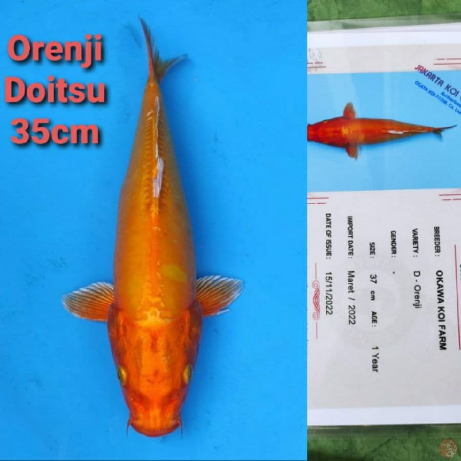 OKAWA PRENJI DOITSU 35CM SERTI